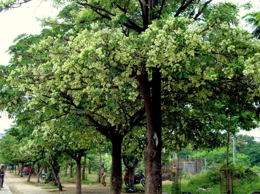 Cây hoa sữa