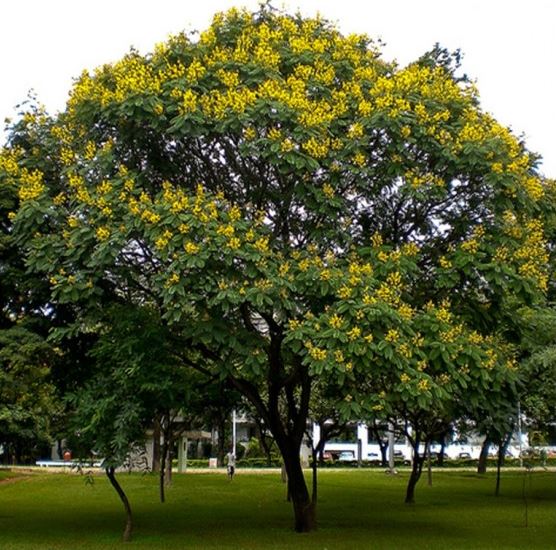 Cây lim sét hay còn gọi là cây phường vàng